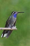 Blue-throated Mountain-gemborder=